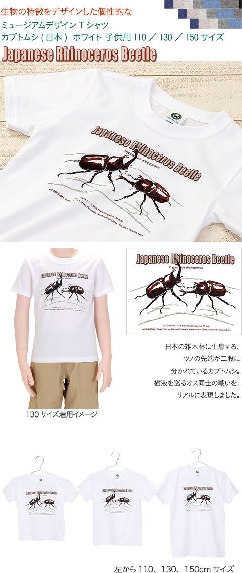 動物 生物 ミュージアムデザイン Tシャツ カブトムシ(日本) ホワイト