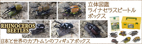 動物 生物 立体図鑑 スタッグビートルボックス / カロラータ