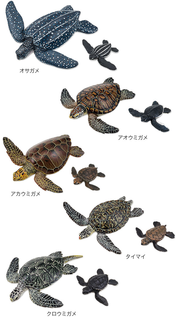 動物 生物 立体図鑑 ウミガメの親子ボックス / カロラータ オンライン