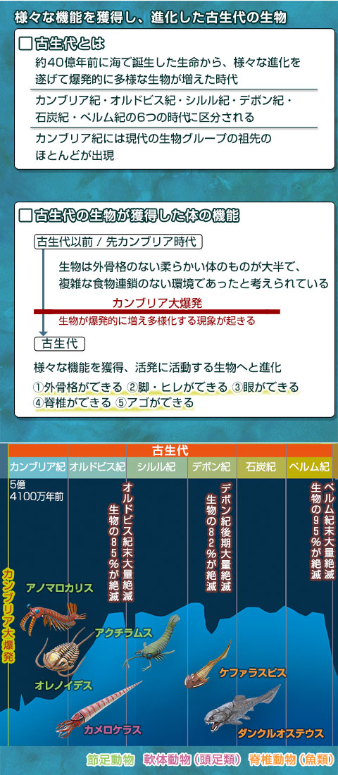 動物 生物 立体図鑑 古生代の生物 ボックス / カロラータ オンライン