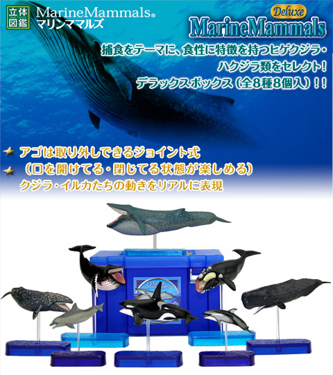 インショップ 図鑑 日本の海 ガラパゴス クジラ・イルカ 帯付き セット 