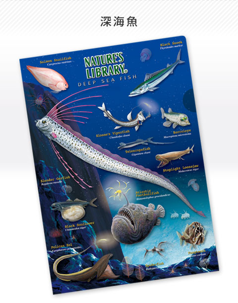 動物 生物 クリアケース Ａ４ 深海魚 / カロラータ オンラインショップ