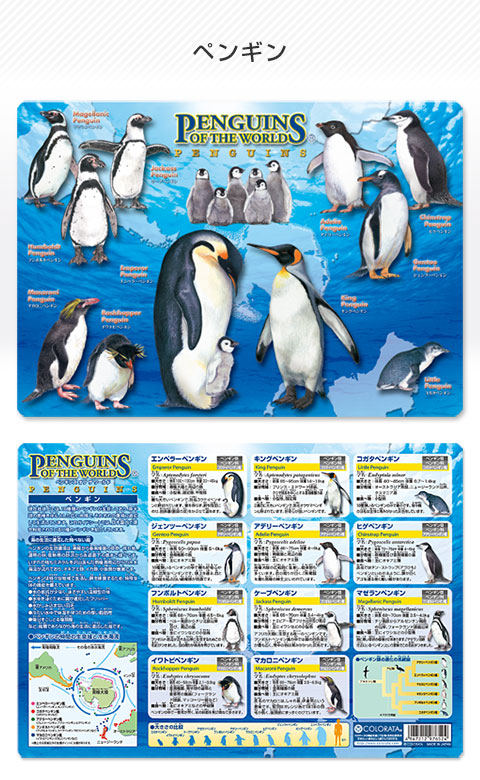 動物 生物 下敷きＡ４ アニマルガイドシート ペンギン / カロラータ 