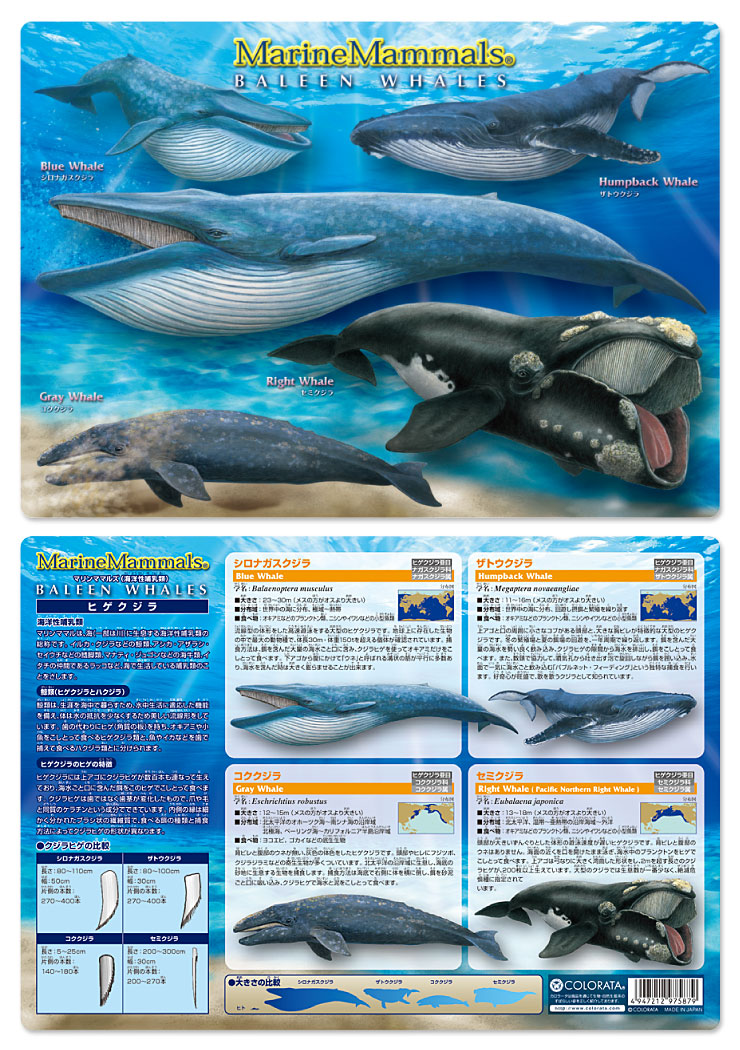 動物 生物 下敷きＡ４ アニマルガイドシート ヒゲクジラ / カロラータ 