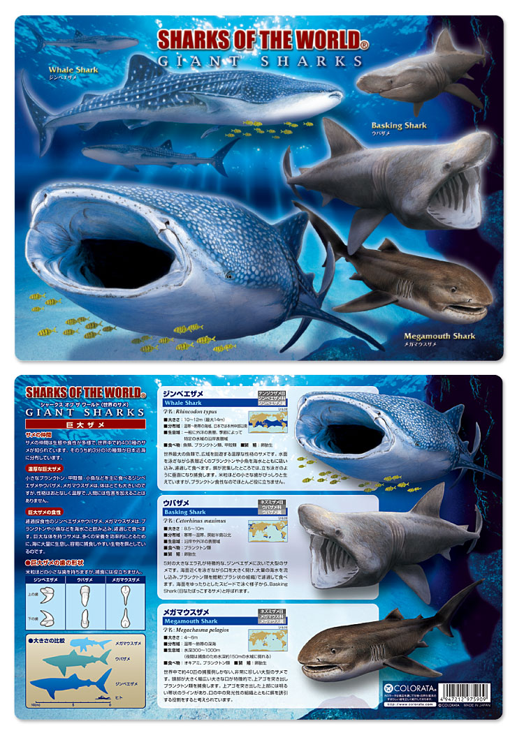 動物 生物 下敷きａ４ アニマルガイドシート 巨大ザメ カロラータ オンラインショップ
