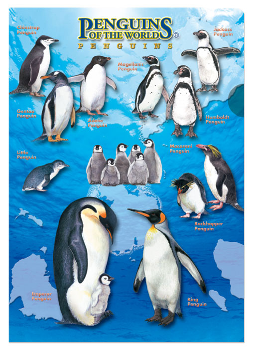 動物 生物 クリアケース ａ４ ペンギン カロラータ オンラインショップ